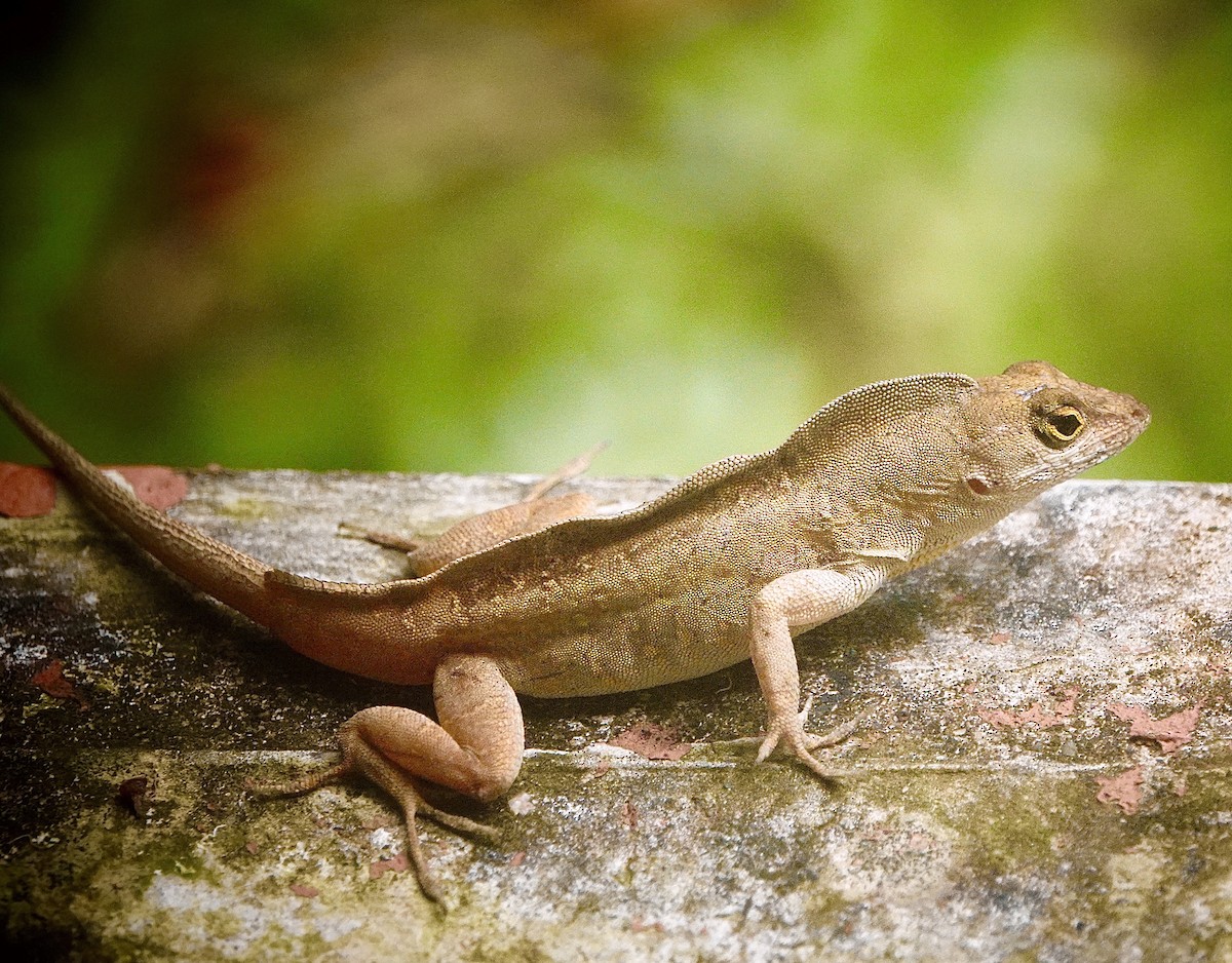 動物界 - ML646119019