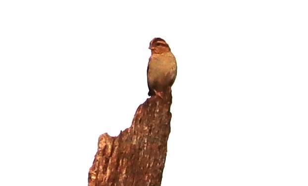 Village Indigobird - ML646119021