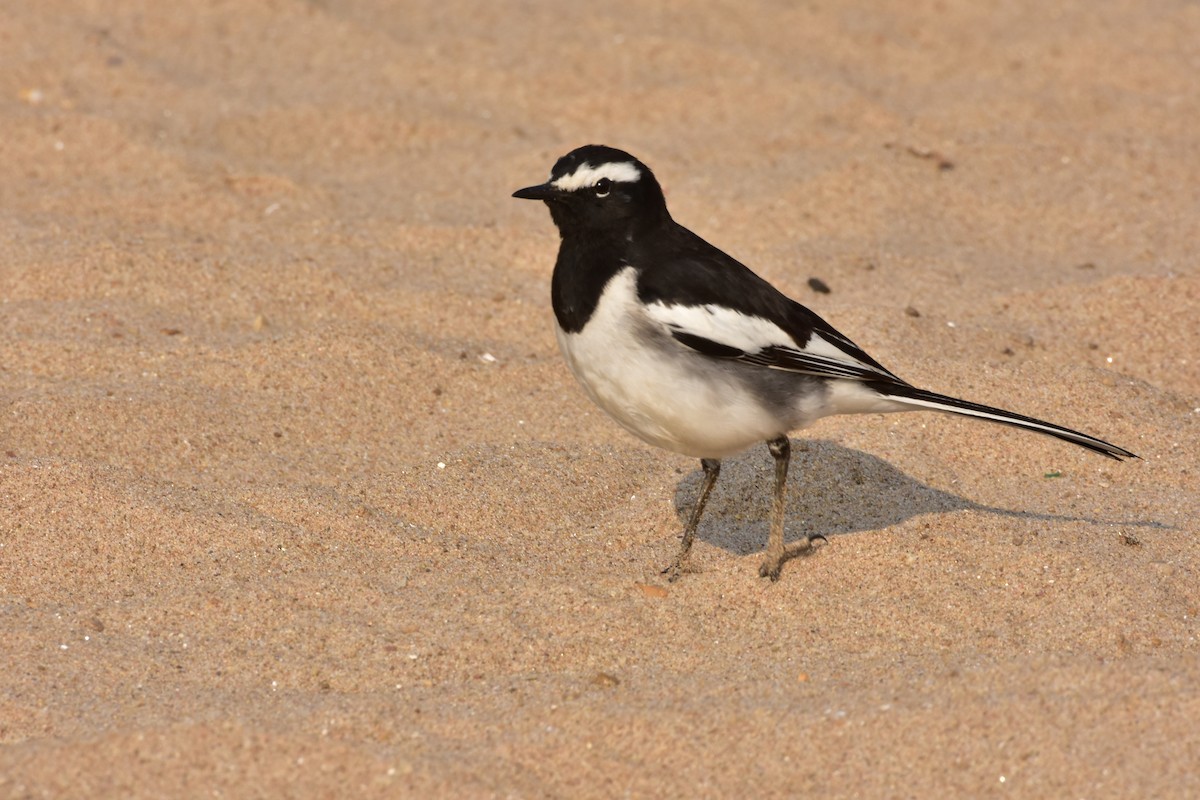 White-browed Wagtail - ML646119024