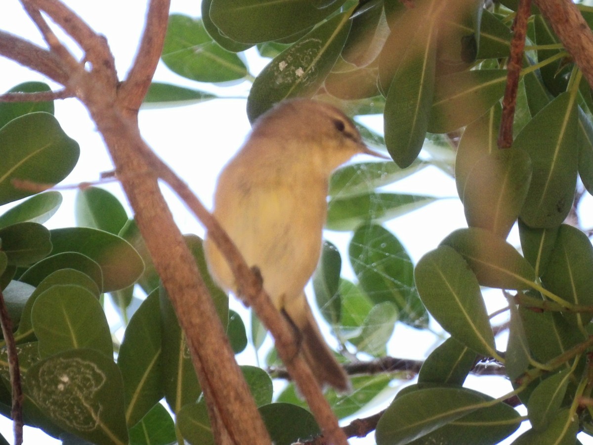 Canary Islands Chiffchaff - ML646119030