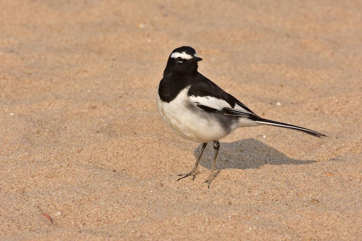 White-browed Wagtail - ML646119031