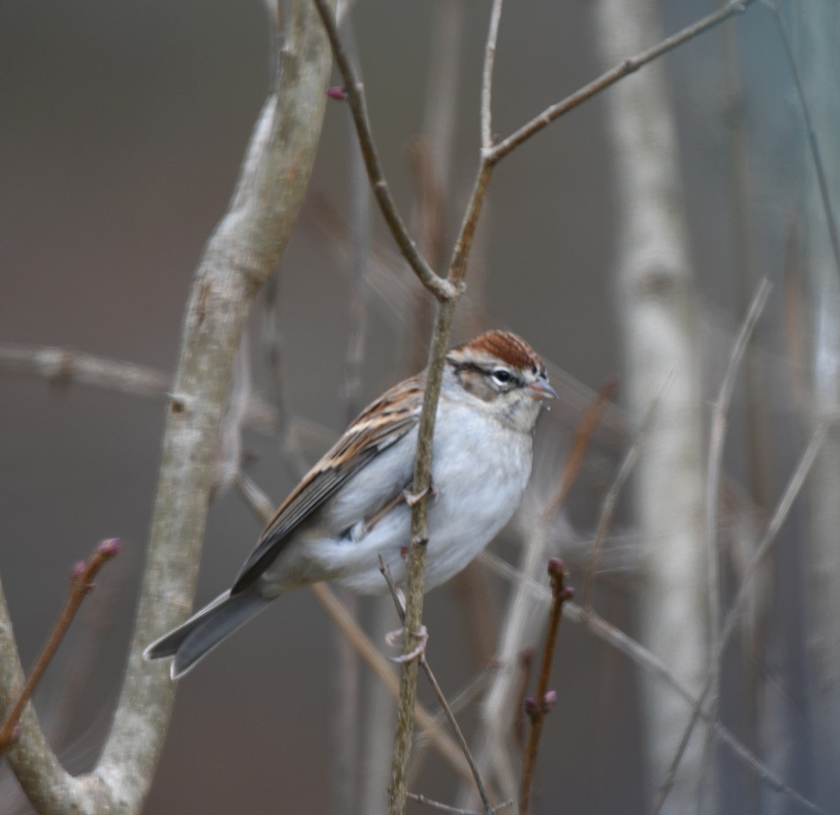 Chipping Sparrow - ML646119037