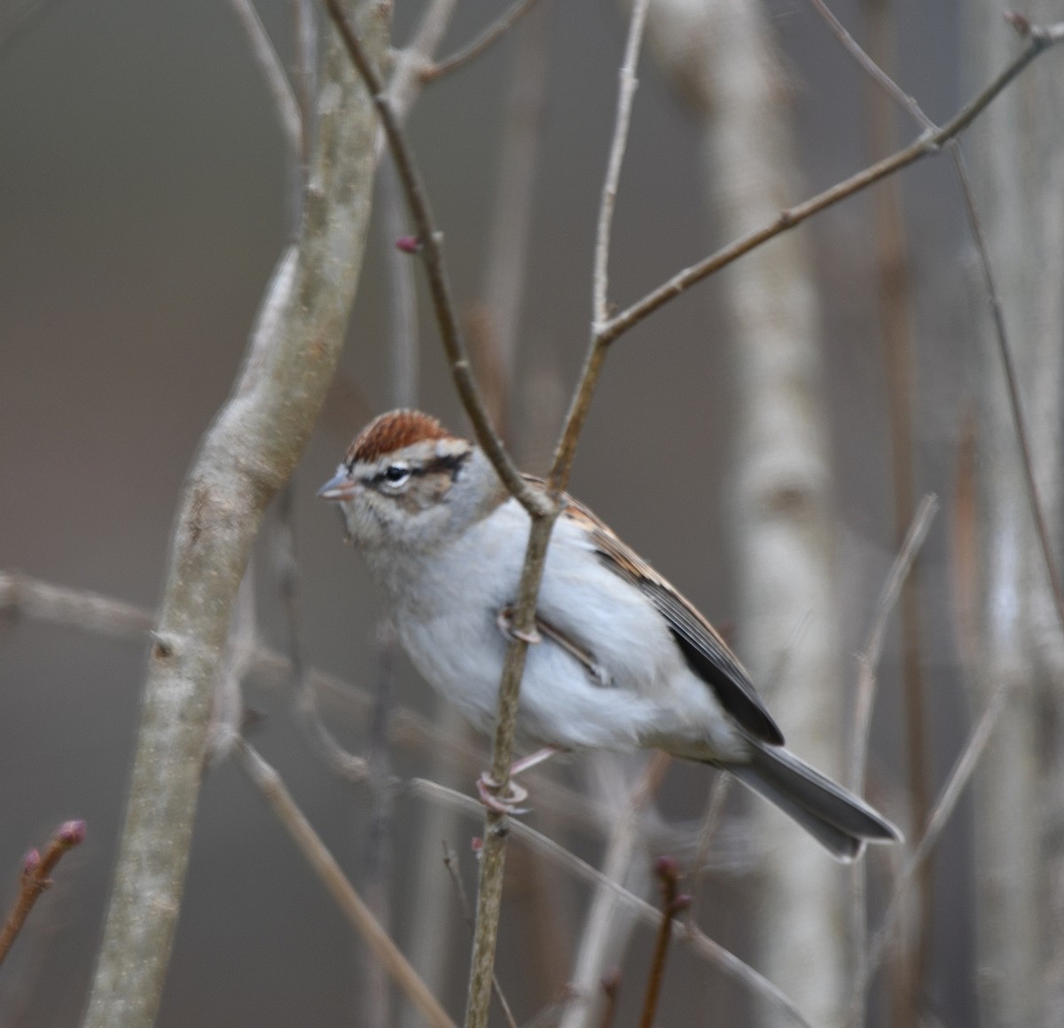 Chipping Sparrow - ML646119038