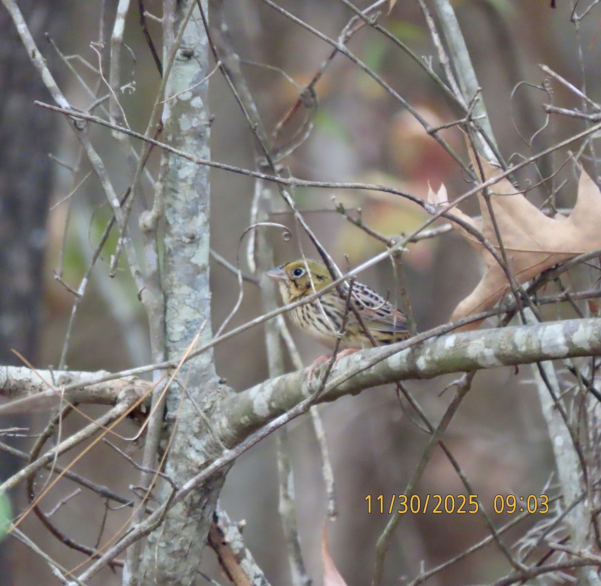 Henslow's Sparrow - ML646119040