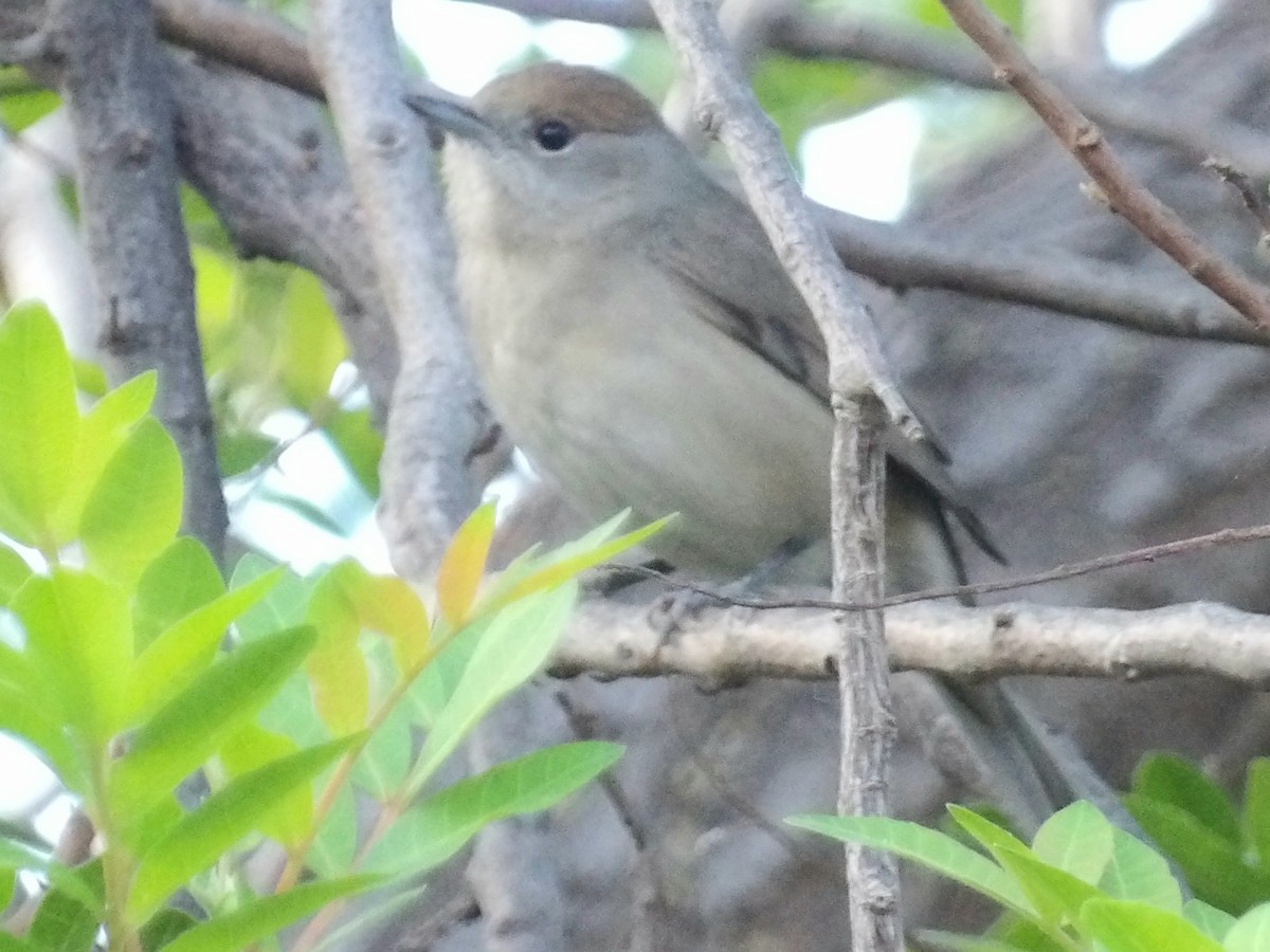 Eurasian Blackcap - ML646119046