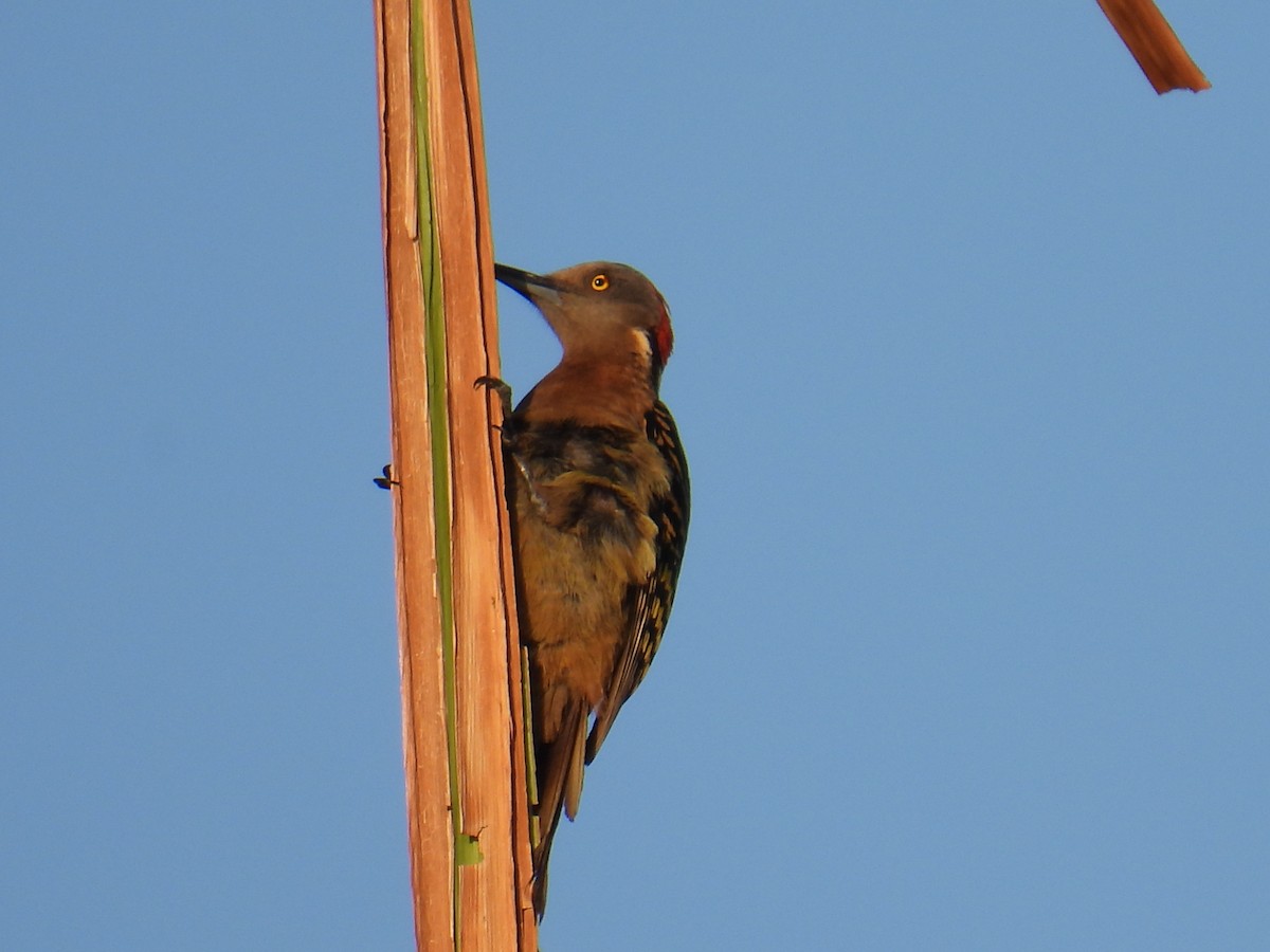 Hispaniolan Woodpecker - ML646119054