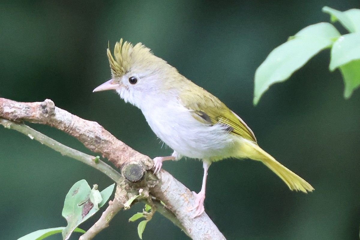 Haubenvireo - ML646119056