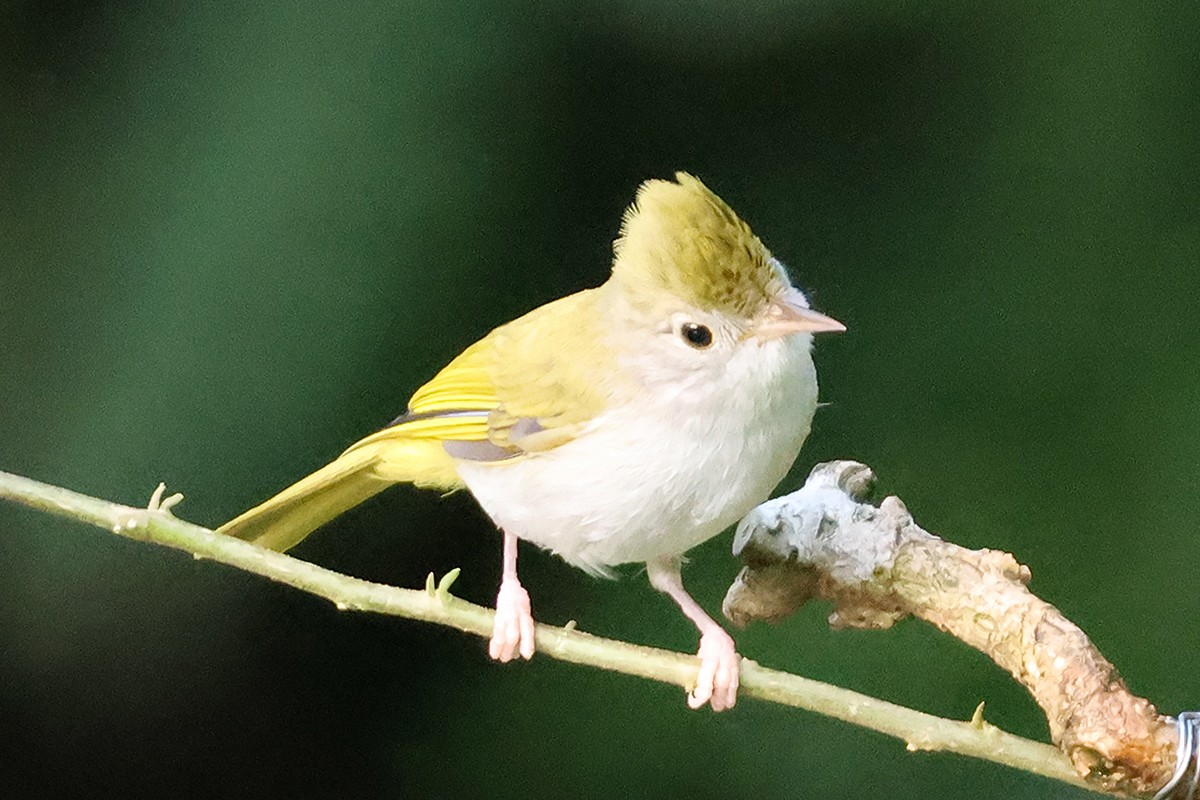 Haubenvireo - ML646119057