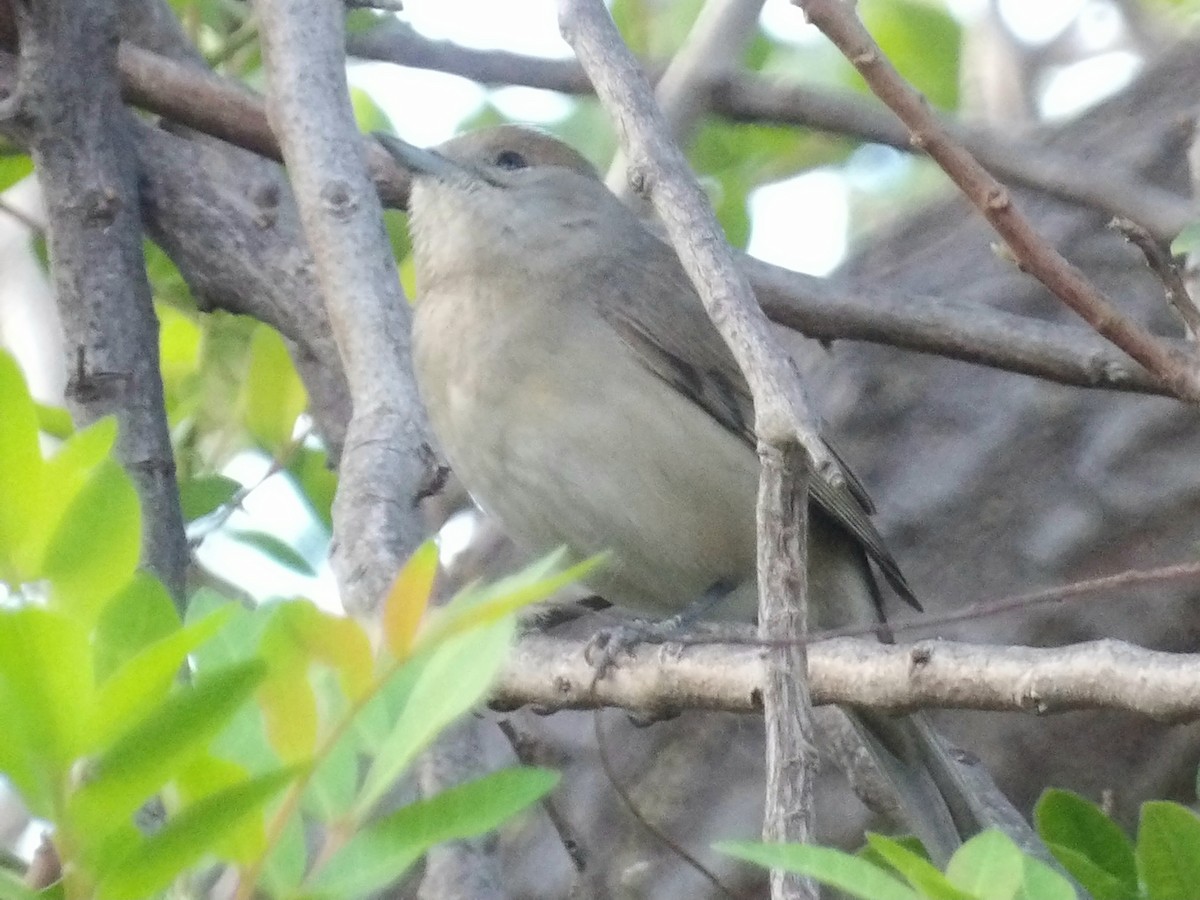 Eurasian Blackcap - ML646119061