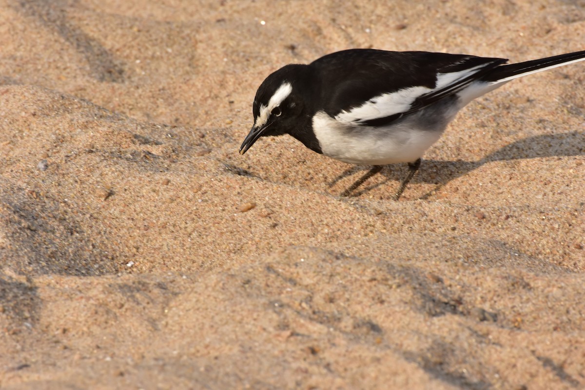 White-browed Wagtail - ML646119063