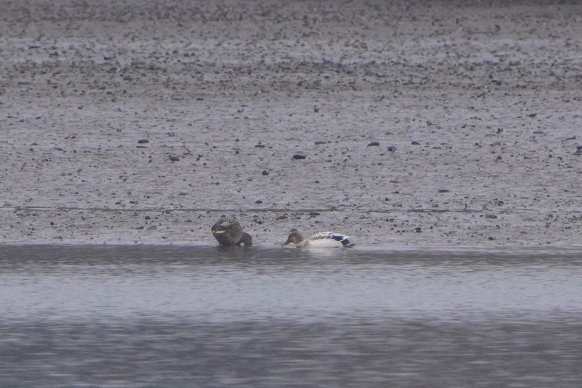 duck sp. - ML646119064