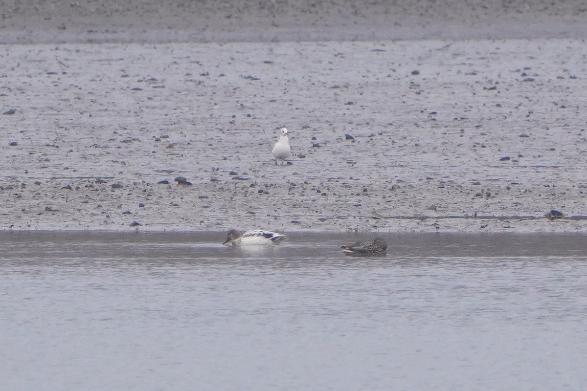 duck sp. - ML646119065