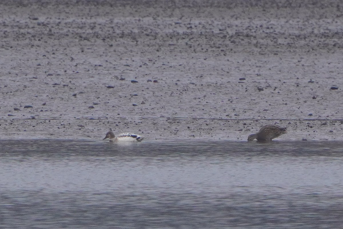 duck sp. - ML646119067