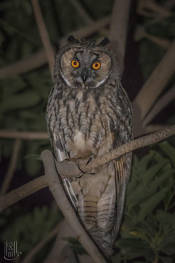 Long-eared Owl - ML646119068