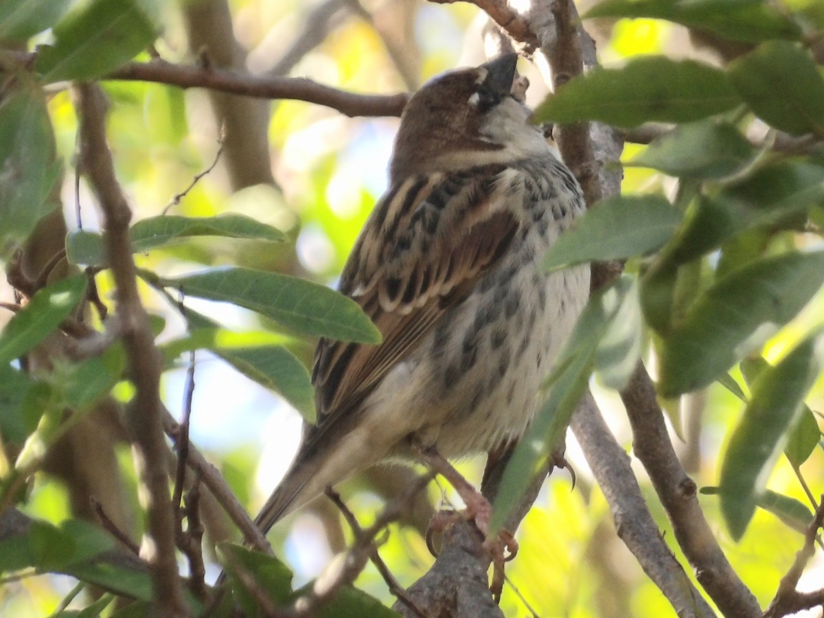 Spanish Sparrow - ML646119074