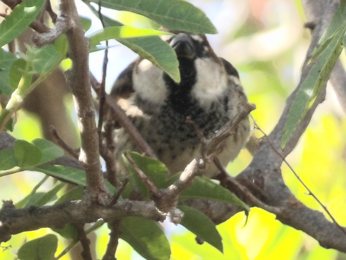 Spanish Sparrow - ML646119075
