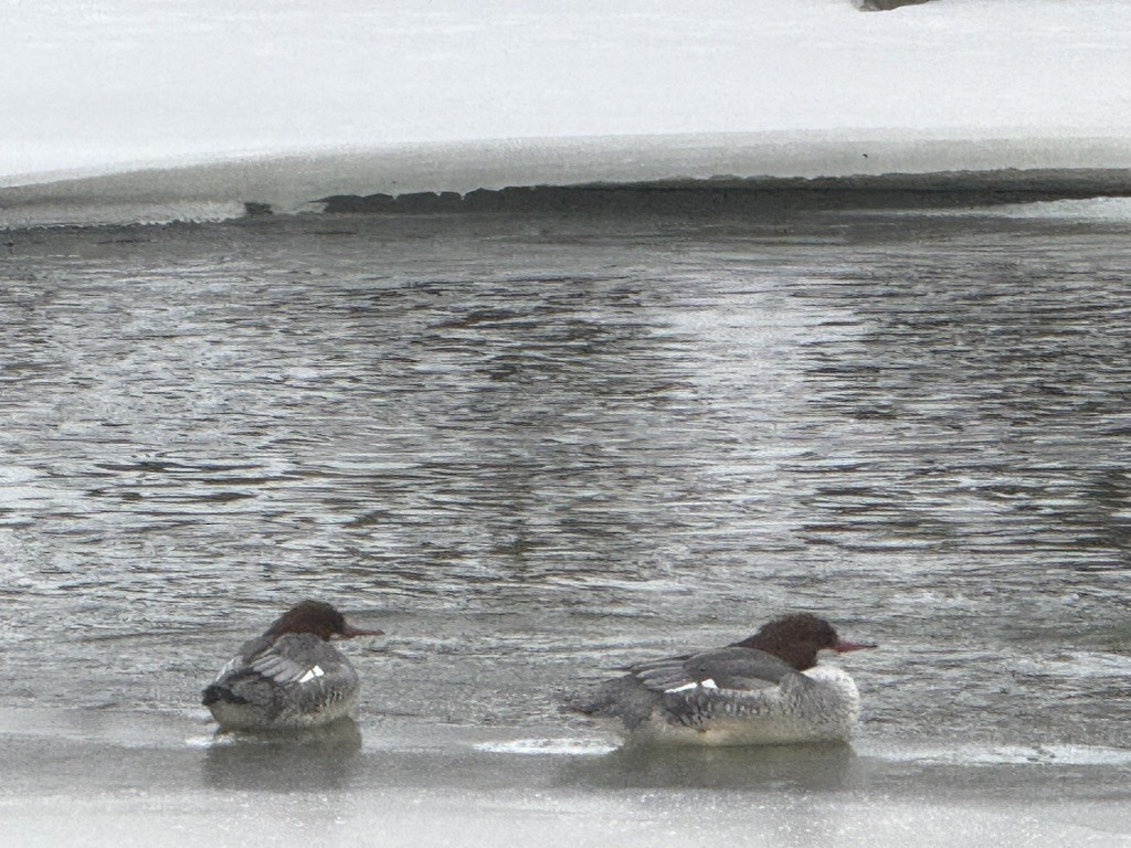 Common Merganser - ML646119077