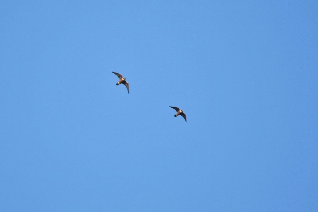 Peregrine Falcon (Shaheen) - ML646119078