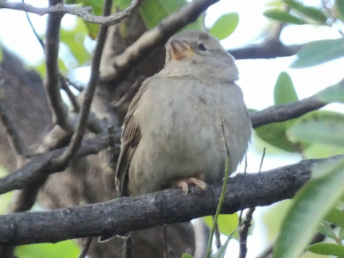 Spanish Sparrow - ML646119079