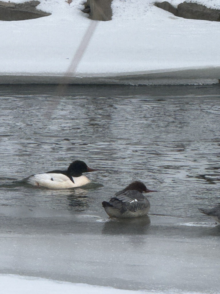 Common Merganser - ML646119082
