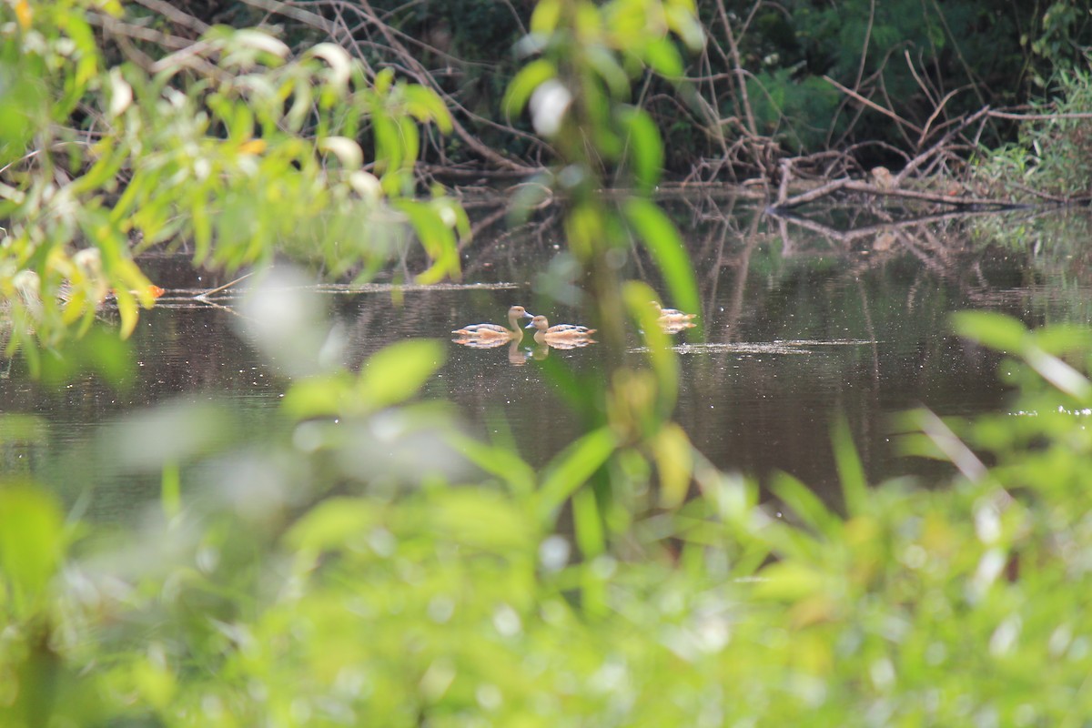 Lesser Whistling-Duck - ML646119083