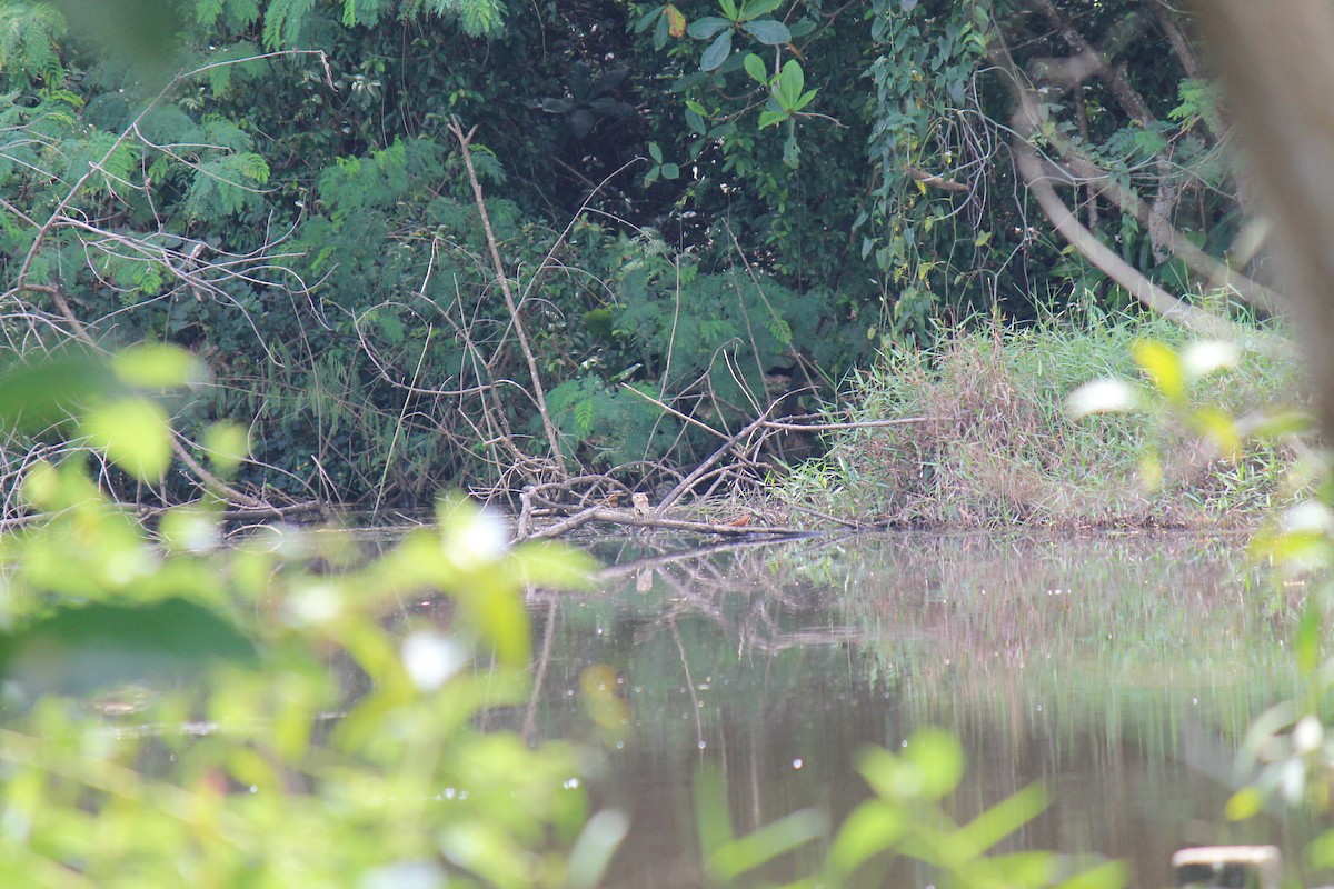 Lesser Whistling-Duck - ML646119085