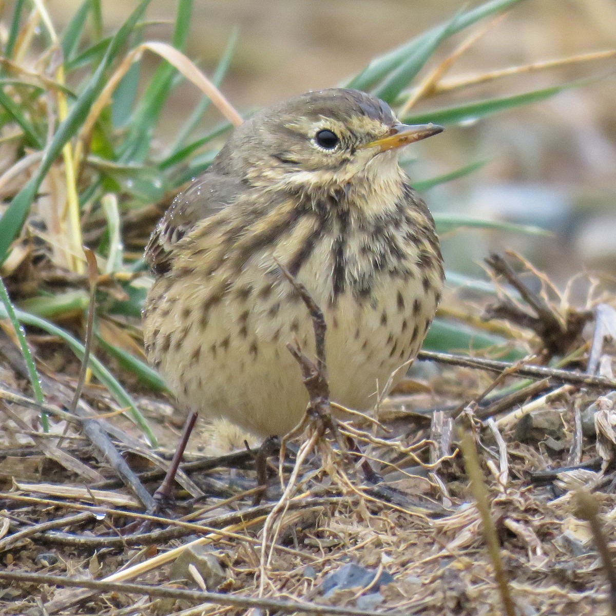 American Pipit - ML646119086