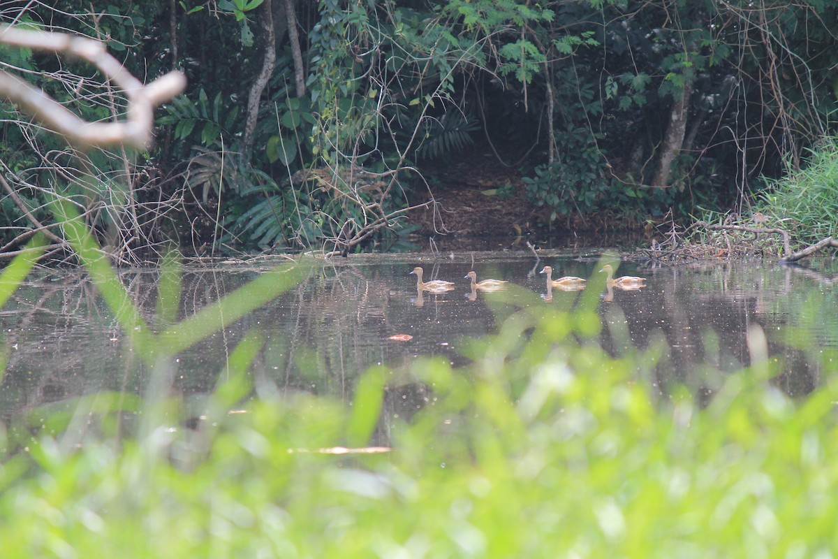 Lesser Whistling-Duck - ML646119087