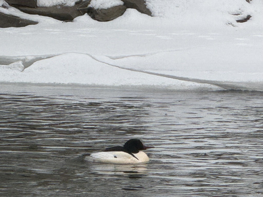 Common Merganser - ML646119088