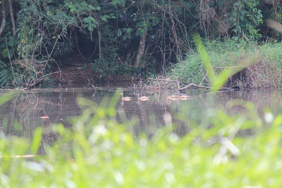 Lesser Whistling-Duck - ML646119089