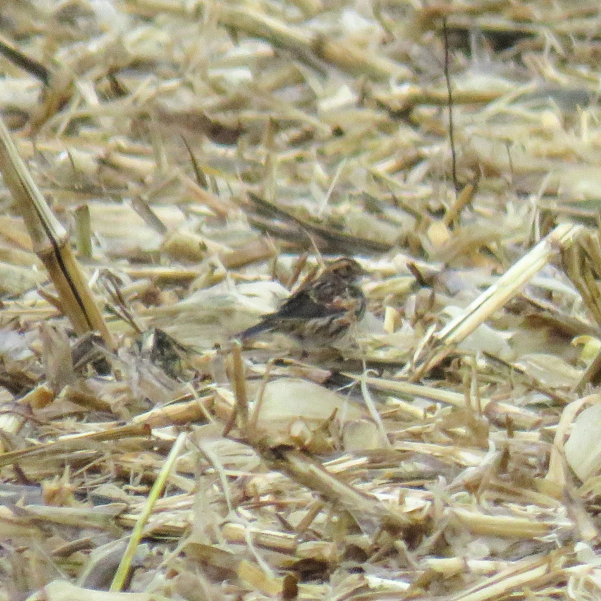 Lapland Longspur - ML646119090