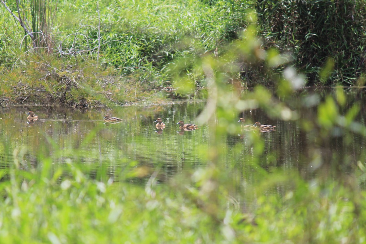 Lesser Whistling-Duck - ML646119092