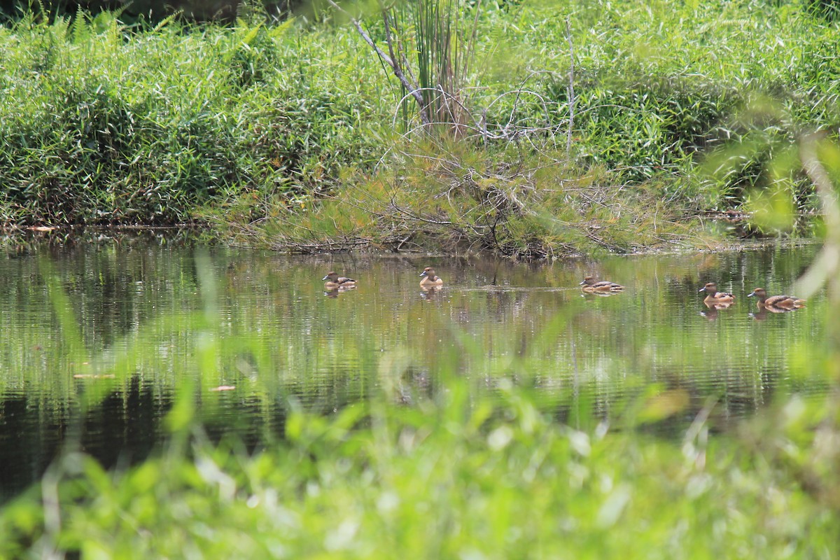 Lesser Whistling-Duck - ML646119093