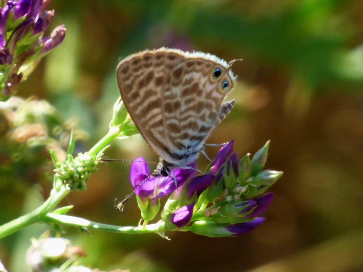 Lang's Short-tailed Blue - ML646119094