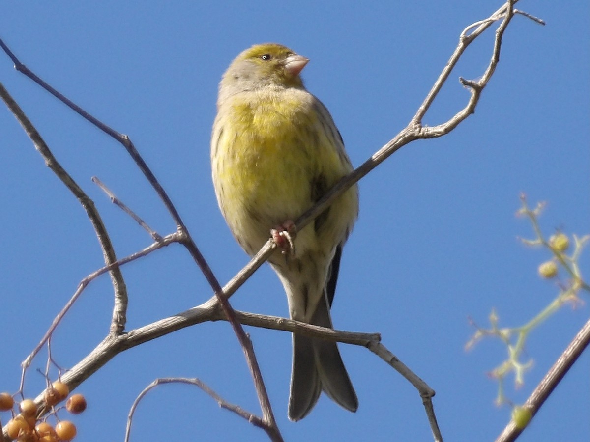 Island Canary - ML646119095