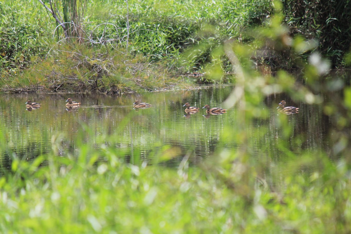 Lesser Whistling-Duck - ML646119096