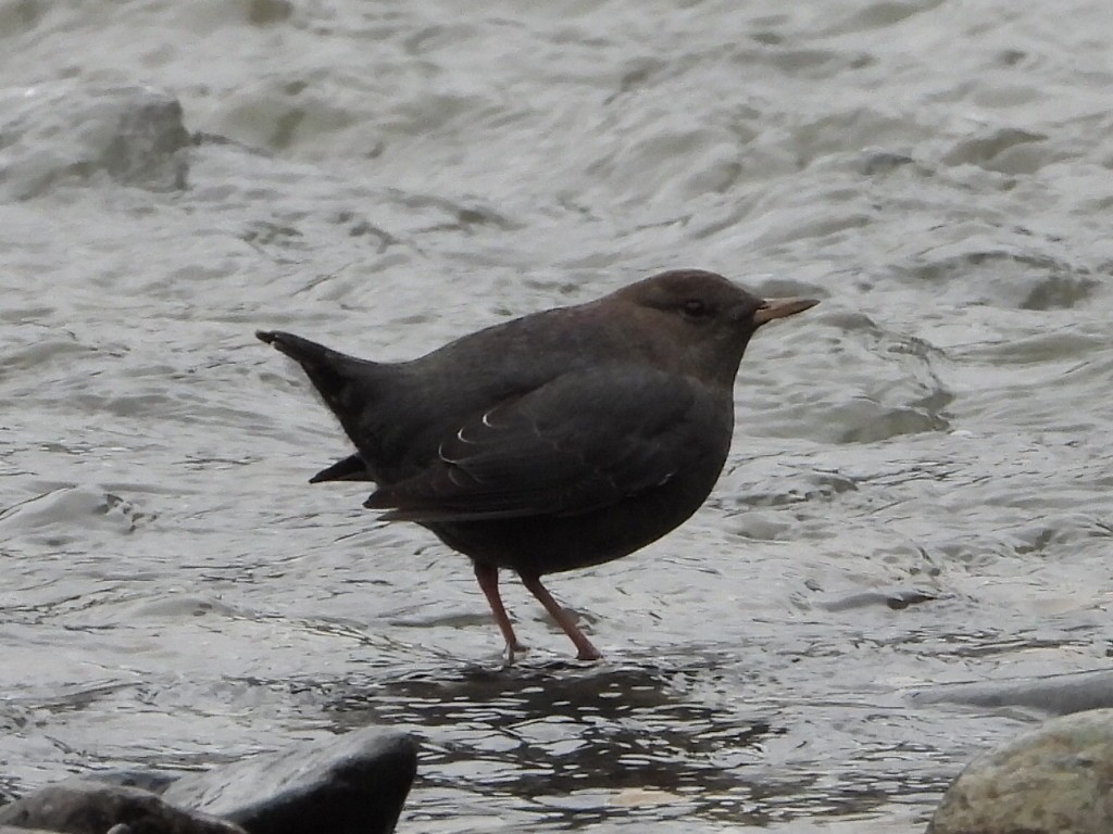 Ur-zozo iparramerikarra - ML646119097