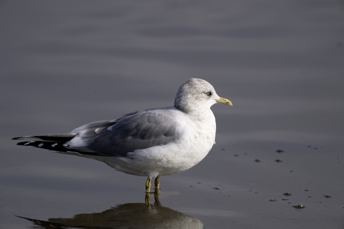 racek aljašský - ML646119098