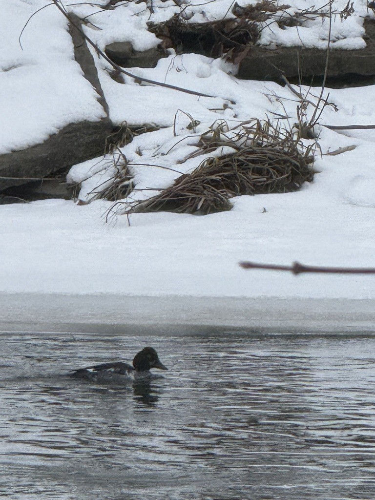 Common Goldeneye - ML646119099