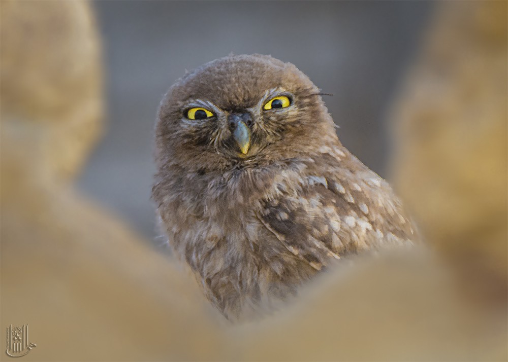 Little Owl - ML646119102