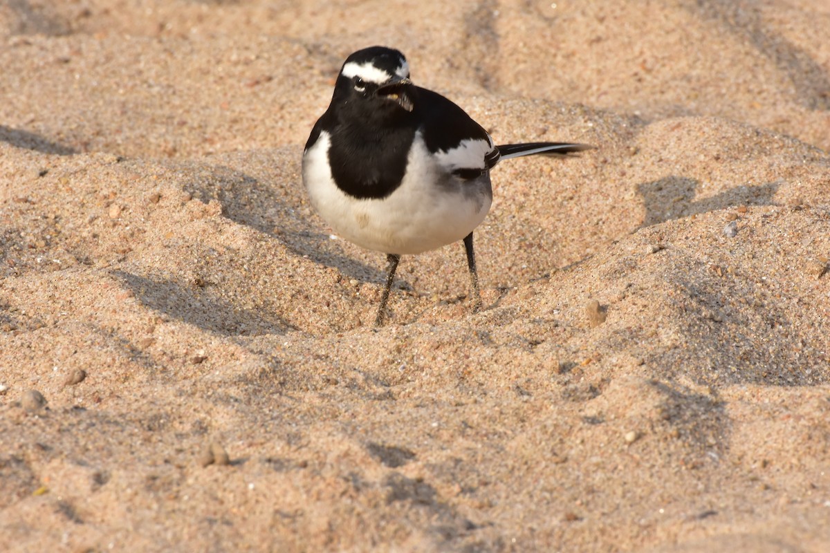 White-browed Wagtail - ML646119106