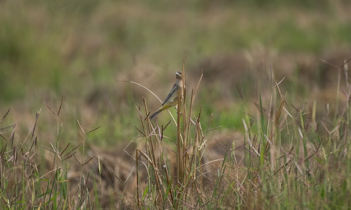 Red-headed Bunting - ML646119107