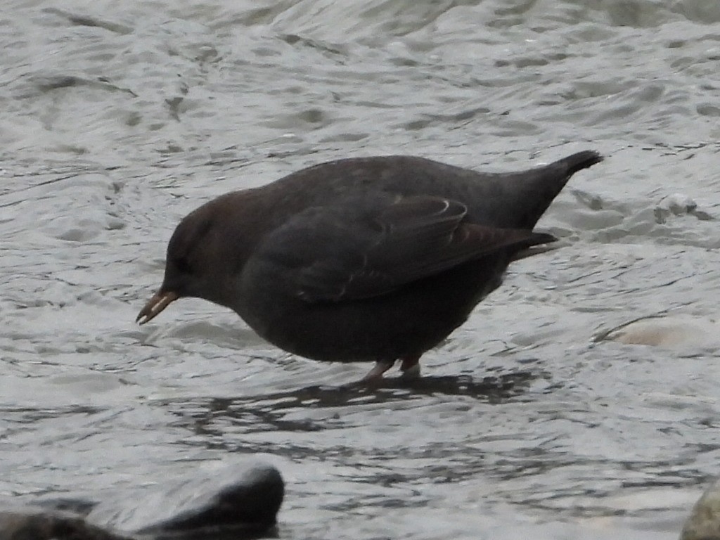 Ur-zozo iparramerikarra - ML646119118