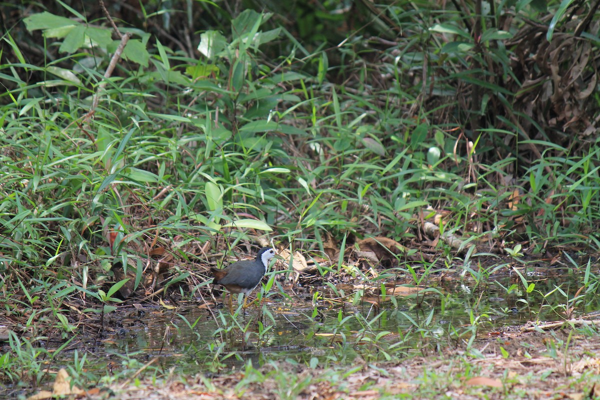 White-breasted Waterhen - ML646119119