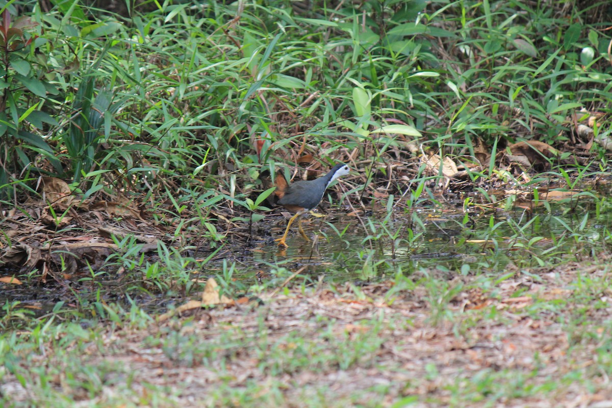 White-breasted Waterhen - ML646119121