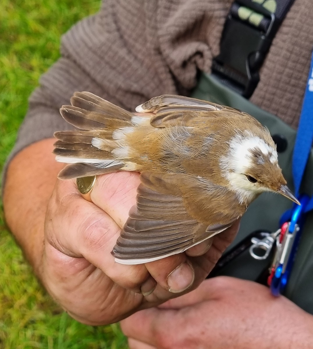 Common Reed Warbler - ML646119124
