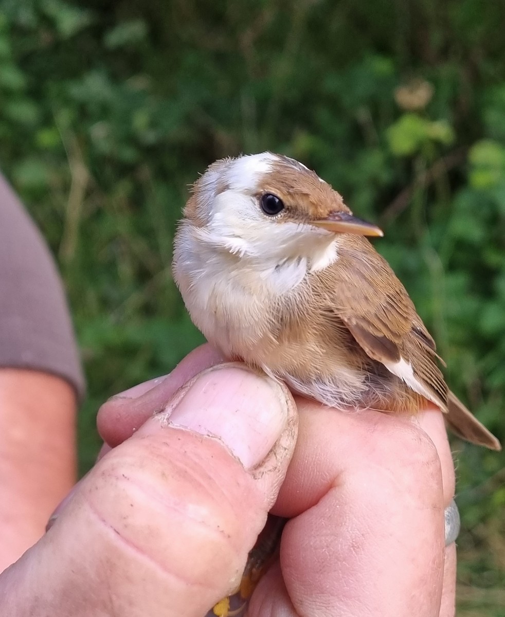 Common Reed Warbler - ML646119125