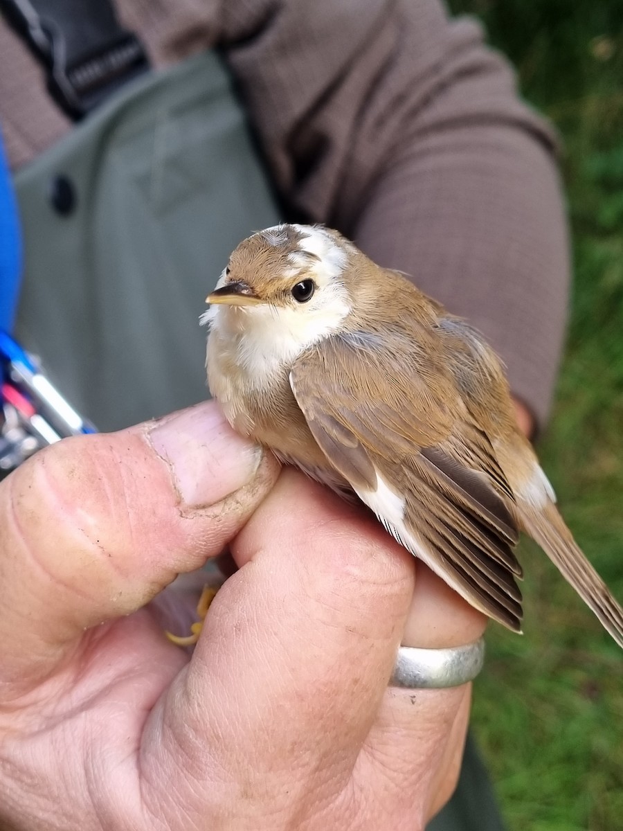 Common Reed Warbler - ML646119126