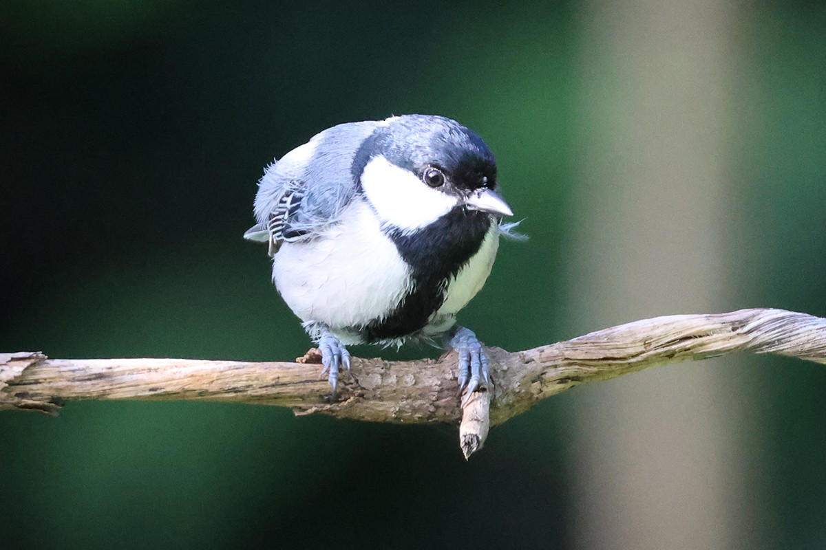 Asian Tit (Cinereous) - ML646119132