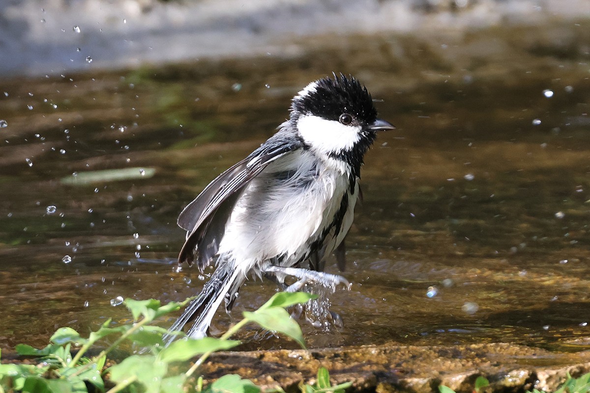 Asian Tit (Cinereous) - ML646119133